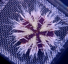 Lade das Bild in den Galerie-Viewer, Tripneustes gratilla - Pfaffenhutseeigel