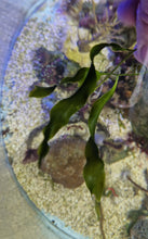 Lade das Bild in den Galerie-Viewer, Caulerpa prolifera - Kriechsprossalge, Blatt-Caulerpa