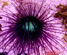 Lade das Bild in den Galerie-Viewer, Zylinderrose schwarz /lila L-XL