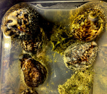 Lade das Bild in den Galerie-Viewer, Cypraea tigris – Porzellanschnecke Größe XL