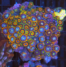 Lade das Bild in den Galerie-Viewer, Zoanthus sp – Zoanthus bunter Mixstein über 30 Polypen