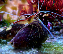 Lade das Bild in den Galerie-Viewer, Lysmata amboinensis - Weissbandputzergarnele