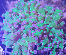 Lade das Bild in den Galerie-Viewer, Euphyllia sp. - Euphyllia mit lila Spitzen