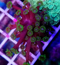 Lade das Bild in den Galerie-Viewer, Alveopora gigas – Grüne Margeritenkoralle mit weißem Kern