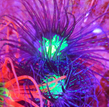 Lade das Bild in den Galerie-Viewer, Zylinderrose schwarz /lila L-XL