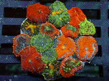 Lade das Bild in den Galerie-Viewer, Rhodactis / Discosoma – Mushroom Garden Scheibenanemonen Mix