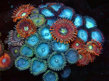 Lade das Bild in den Galerie-Viewer, Zoanthus sp – Zoanthus bunter Mixstein über 30 Polypen
