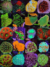 Lade das Bild in den Galerie-Viewer, Das Bild zeigt eine große Auswahl an möglichen Gratisablegern