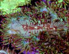 Lade das Bild in den Galerie-Viewer, Catalaphyllia jardinei Wunderkoralle L-XL RAR