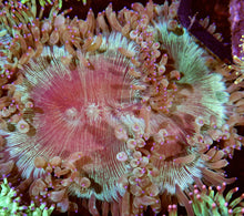 Lade das Bild in den Galerie-Viewer, Catalaphyllia jardinei Wunderkoralle L-XL RAR