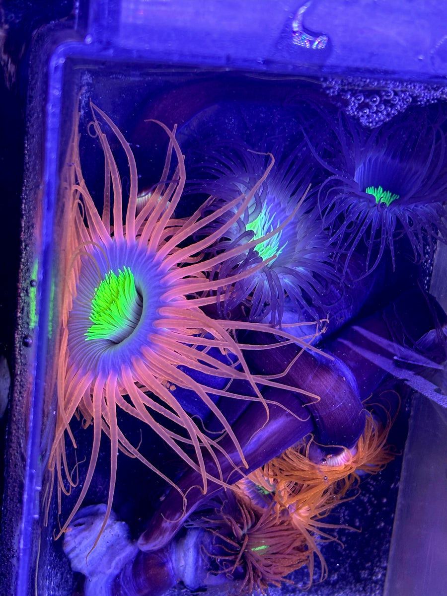 Zylinderrose orange Grösse M-L – NWM-Riff