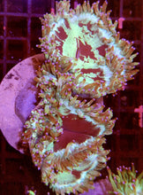 Lade das Bild in den Galerie-Viewer, Catalaphyllia jardinei Wunderkoralle L-XL RAR