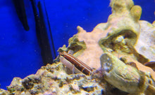 Lade das Bild in den Galerie-Viewer, Ecsenius lineatus Gestreifter Blenny