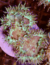 Lade das Bild in den Galerie-Viewer, Catalaphyllia jardinei Wunderkoralle L-XL RAR
