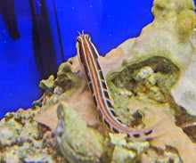 Lade das Bild in den Galerie-Viewer, Ecsenius lineatus Gestreifter Blenny