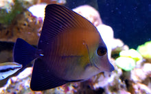 Lade das Bild in den Galerie-Viewer, Zebrasoma scopas - Brauner Segelflossen-Doktor