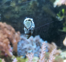 Lade das Bild in den Galerie-Viewer, Cerithium Sp. - Nadelschnecken DNZ