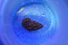 Lade das Bild in den Galerie-Viewer, Cerithium Sp. - Nadelschnecken DNZ