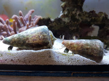 Lade das Bild in den Galerie-Viewer, Conomurex luhuanus - Kegelfechterschnecke