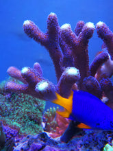 Lade das Bild in den Galerie-Viewer, Stylophora Milka