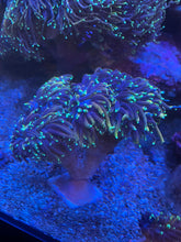 Lade das Bild in den Galerie-Viewer, Euphyllia glabrescens – Dragon Soul DNZ Fackelkoralle