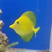 Lade das Bild in den Galerie-Viewer, Zebrasoma flavescens – Gelber Doktorfisch Vorbestellung