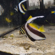 Lade das Bild in den Galerie-Viewer, Heniochus acuminatus - Rotmeer-Wimpelfisch