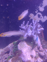 Lade das Bild in den Galerie-Viewer, Valenciennea strigata - Blaugelbe Schläfergrundel