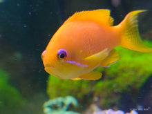 Lade das Bild in den Galerie-Viewer, Pseudanthias squamipinnis - Juwelen Fahnenbarsch