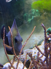 Lade das Bild in den Galerie-Viewer, Zebrasoma scopas - Brauner Segelflossen-Doktor