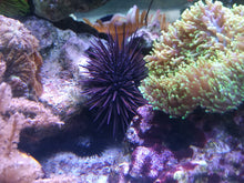 Lade das Bild in den Galerie-Viewer, Diadema setosum - Langstachel-Seeigel