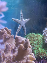 Lade das Bild in den Galerie-Viewer, Archaster angulatus Grabender Seestern