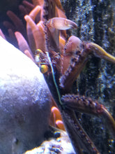 Lade das Bild in den Galerie-Viewer, Percnon Gibbesi Felsenkrabbe