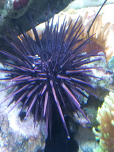 Lade das Bild in den Galerie-Viewer, Diadema setosum - Langstachel-Seeigel
