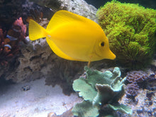 Lade das Bild in den Galerie-Viewer, Zebrasoma flavescens – Gelber Doktorfisch Vorbestellung