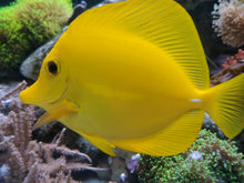 Lade das Bild in den Galerie-Viewer, Zebrasoma flavescens – Gelber Doktorfisch Vorbestellung