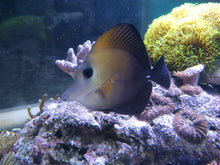 Lade das Bild in den Galerie-Viewer, Zebrasoma scopas - Brauner Segelflossen-Doktor