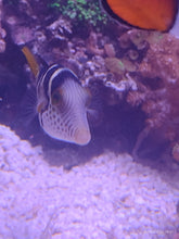 Lade das Bild in den Galerie-Viewer, Canthigaster valentini Sattel-Spitzkopfkugelfisch oder Sattel-Kugelfisch