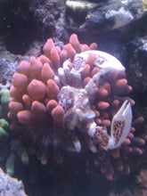 Lade das Bild in den Galerie-Viewer, Neopetrolisthes maculatus – Porzellankrebs