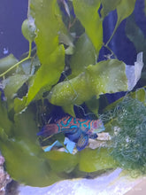 Lade das Bild in den Galerie-Viewer, Synchiropus splendidus - Mandarinfisch Weibchen