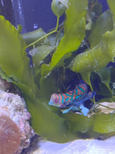 Lade das Bild in den Galerie-Viewer, Synchiropus splendidus - Mandarinfisch Männchen