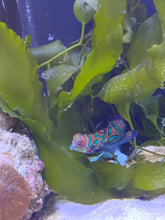 Lade das Bild in den Galerie-Viewer, Synchiropus splendidus - Mandarinfisch Weibchen