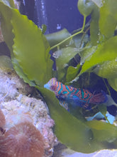 Lade das Bild in den Galerie-Viewer, Synchiropus splendidus - Mandarinfisch Männchen