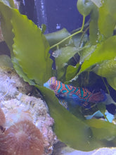 Lade das Bild in den Galerie-Viewer, Synchiropus splendidus - Mandarinfisch Weibchen