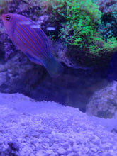 Lade das Bild in den Galerie-Viewer, Pseudocheilinus hexataenia