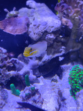 Lade das Bild in den Galerie-Viewer, Valenciennea strigata - Blaugelbe Schläfergrundel