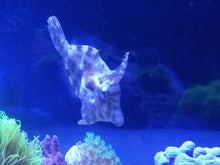 Lade das Bild in den Galerie-Viewer, Acreichthys tomentosus Tangfeilenfisch DNZ