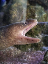 Lade das Bild in den Galerie-Viewer, Gymnothorax tileb- Indische Flussmuräne