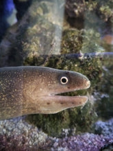 Lade das Bild in den Galerie-Viewer, Gymnothorax tileb- Indische Flussmuräne