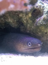 Lade das Bild in den Galerie-Viewer, Gymnothorax tileb- Indische Flussmuräne